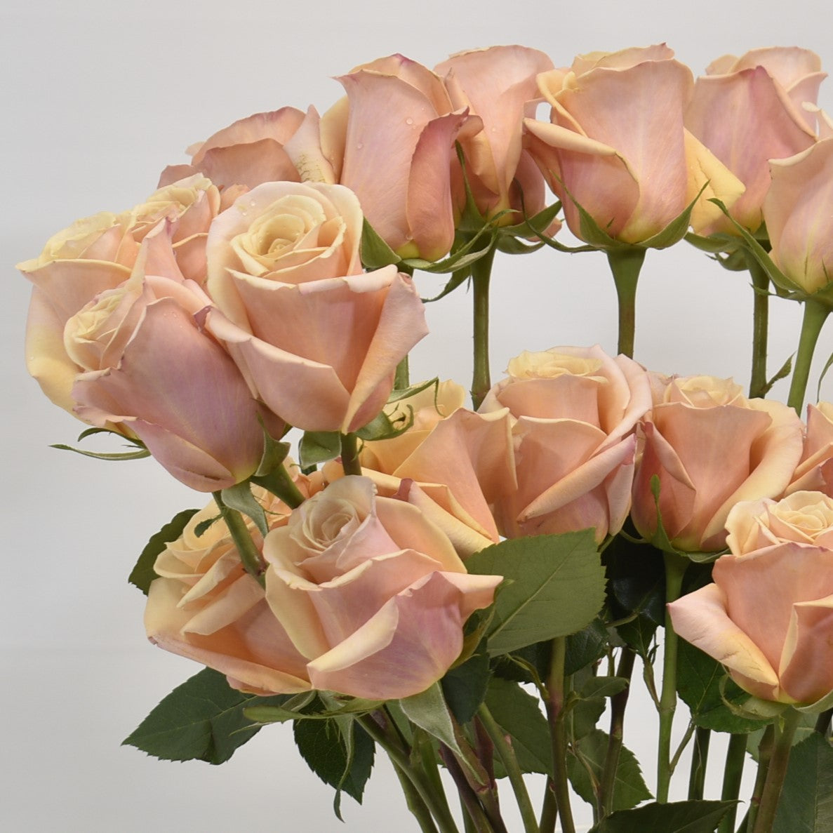 ROSE MOTHER OF PEARL 