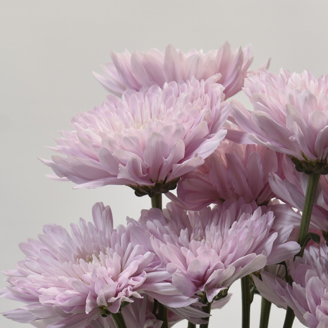CHRYSANTHEMUM PETRUSHKA POM POM 
