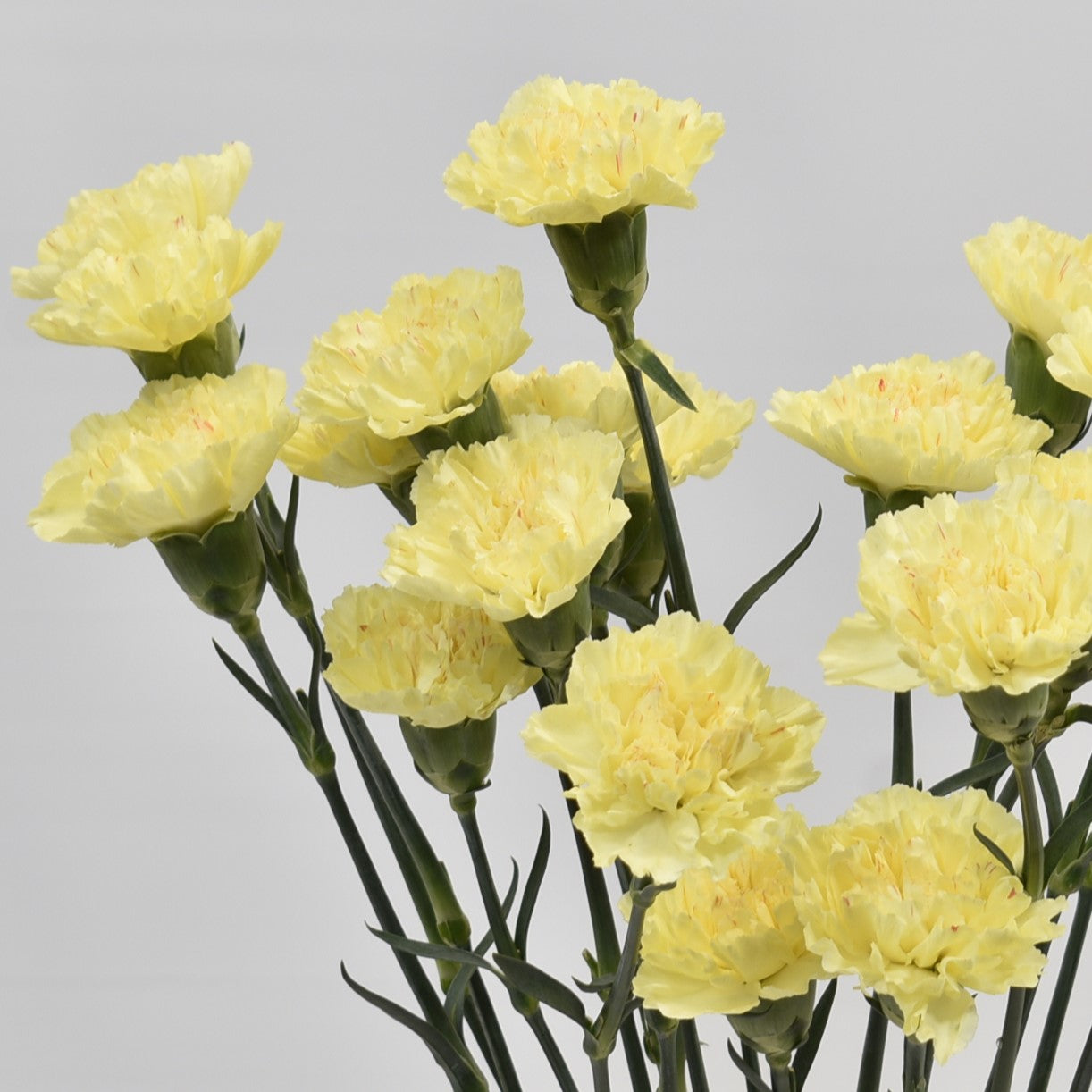 CARNATION HERMES 
