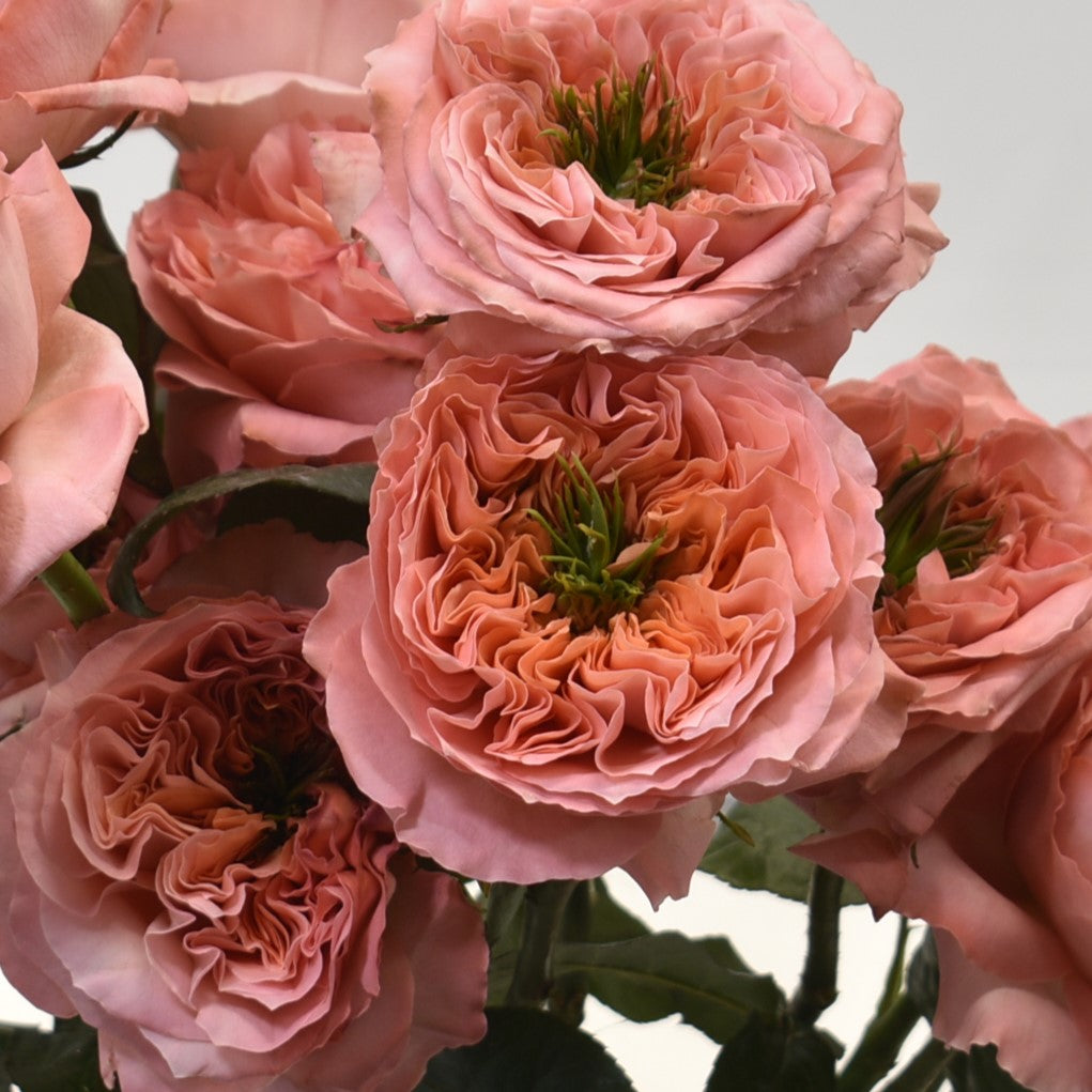 Rose Garden Mandarin X-Pression 