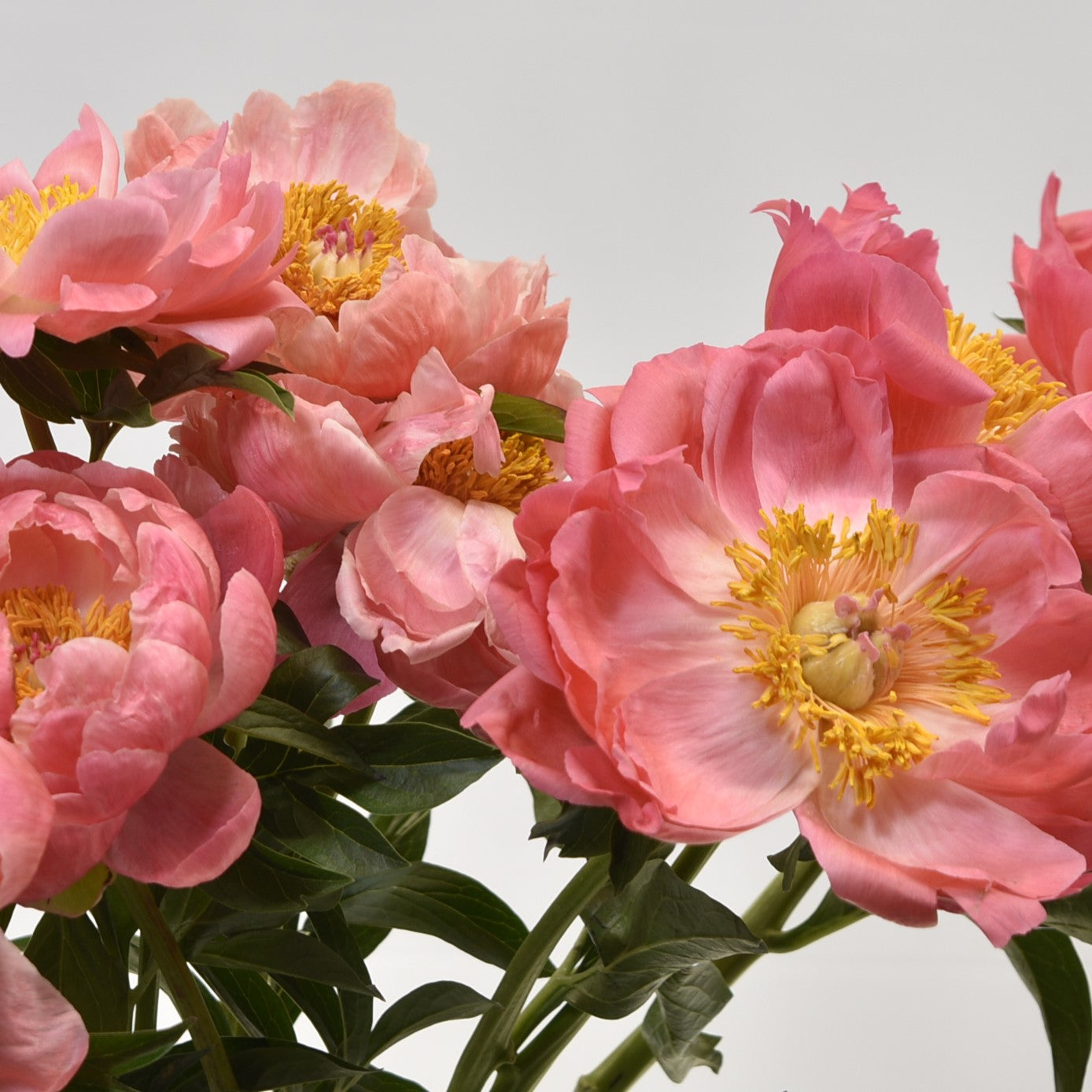 PEONY CORAL SUNSET 