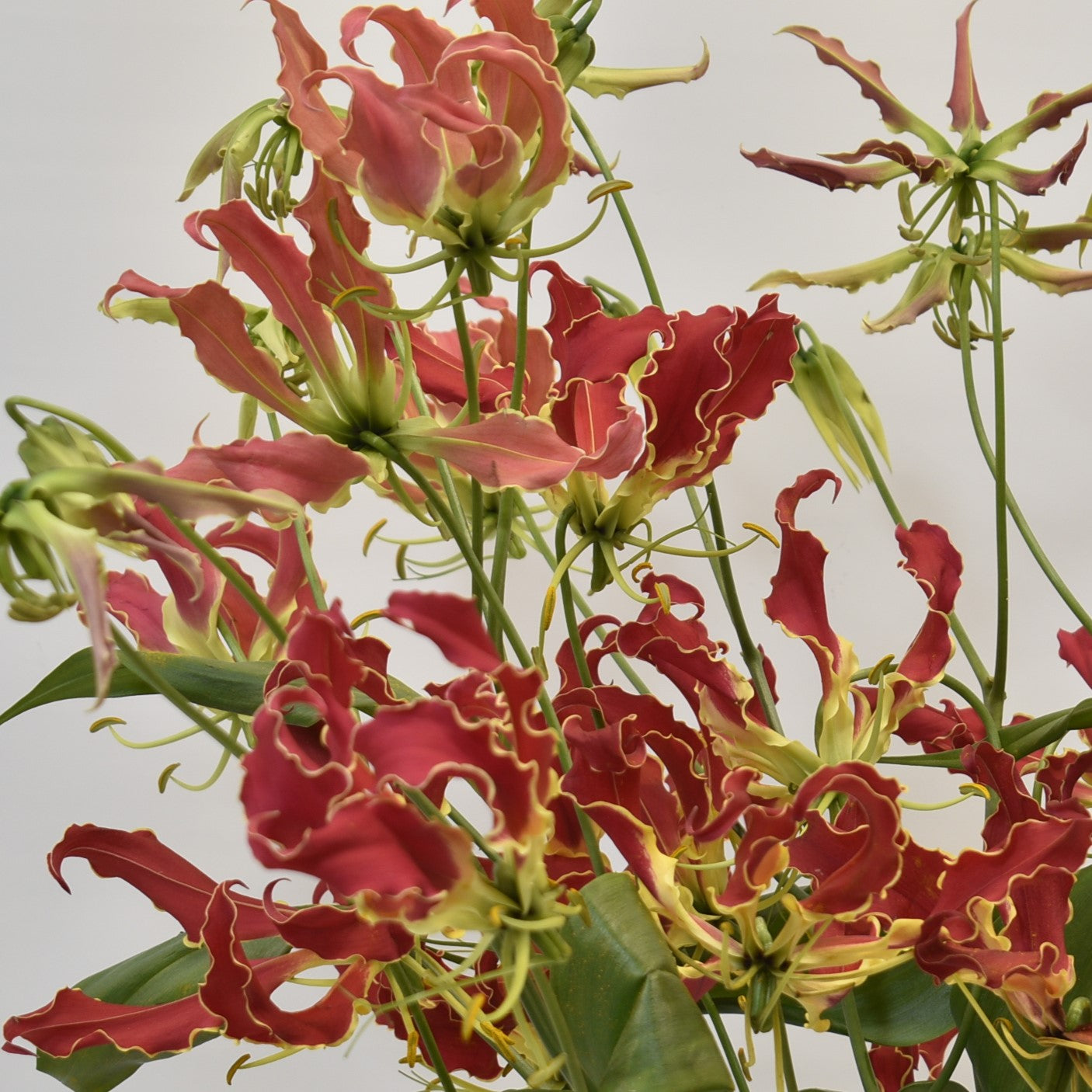 Gloriosa Red 