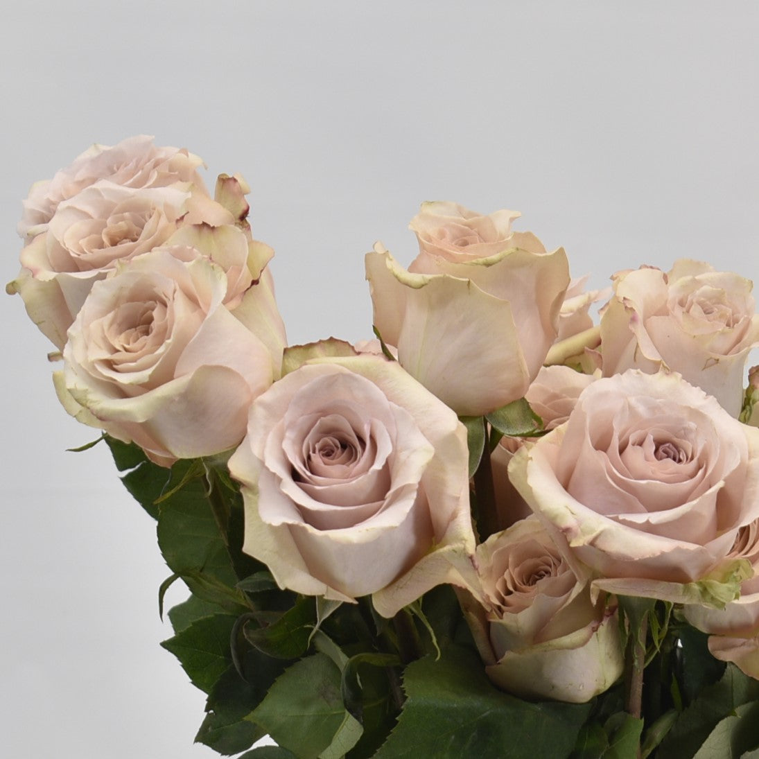 ROSE QUICKSAND 