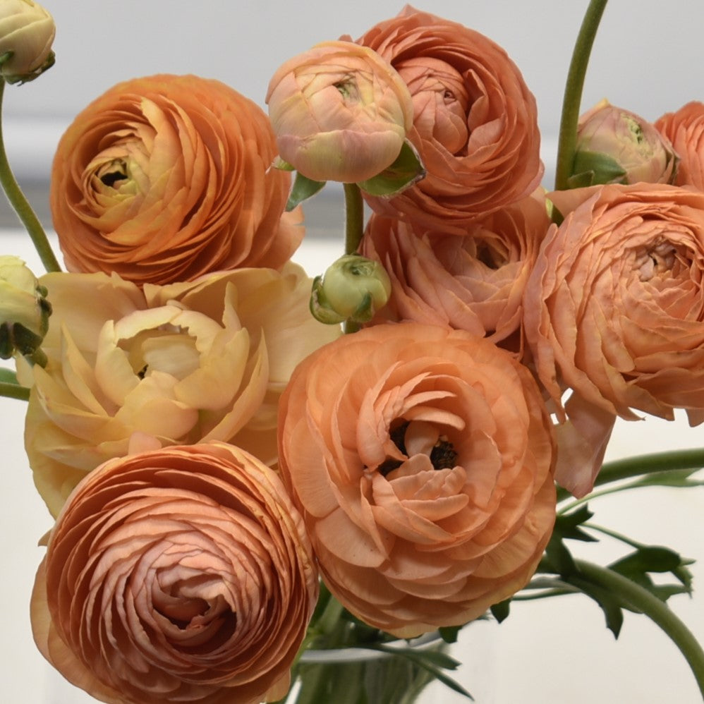 Ranunculus Orange 