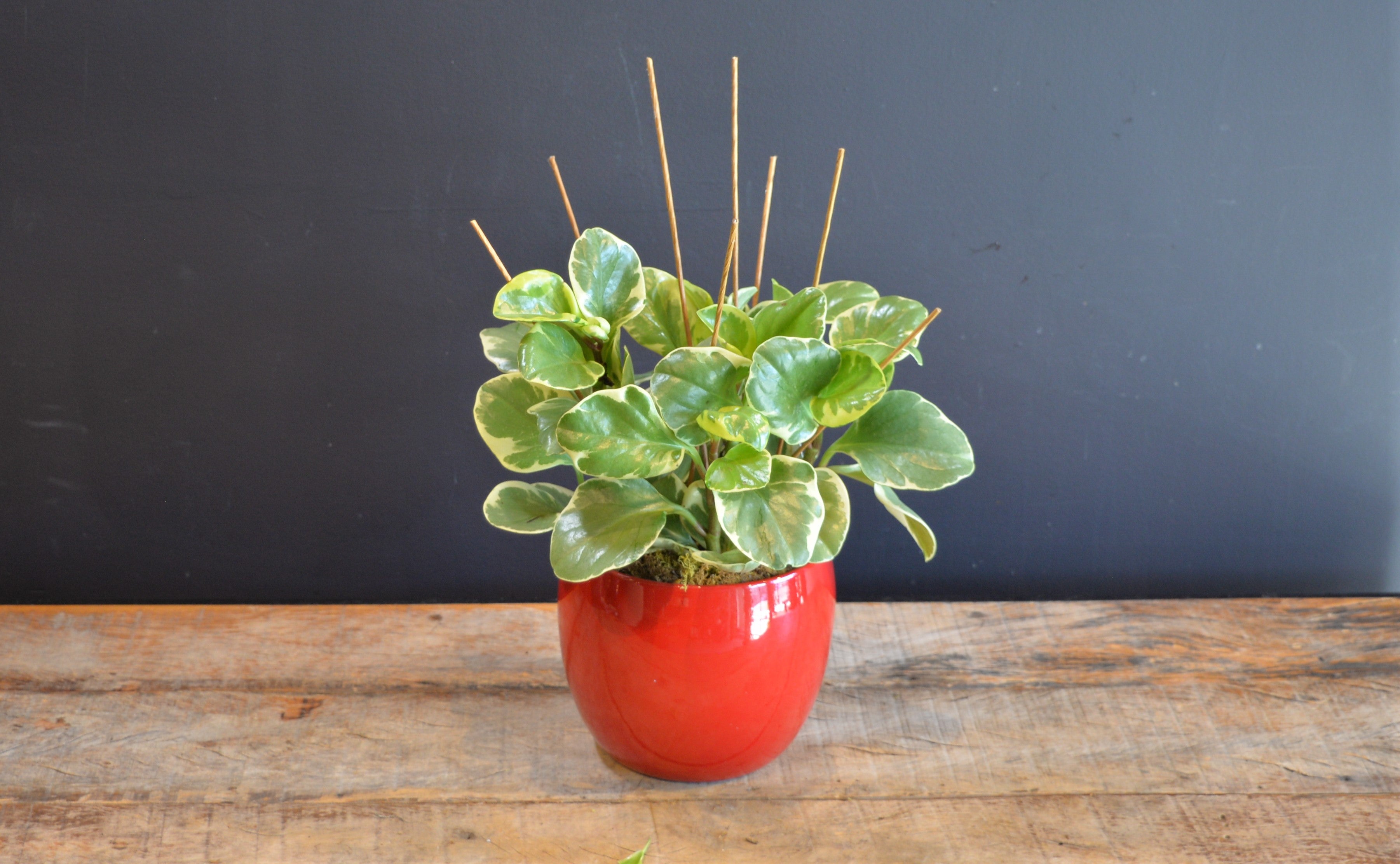 Peperomia & Starlight 