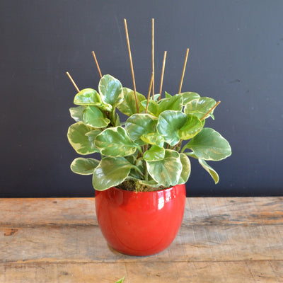 Peperomia & Starlight 