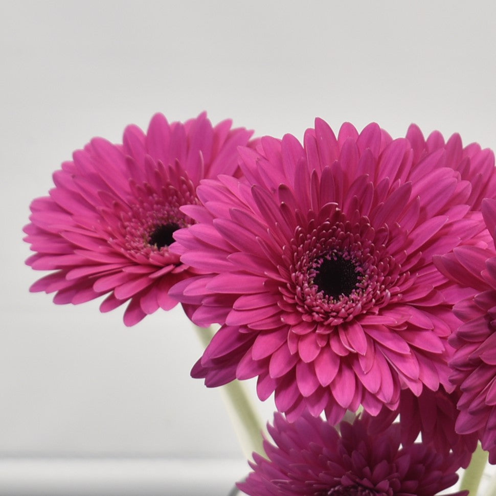 Gerbera Madeira 