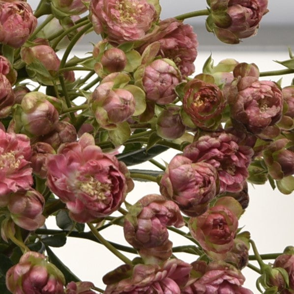 Rose Spray Gypsy Cherry 