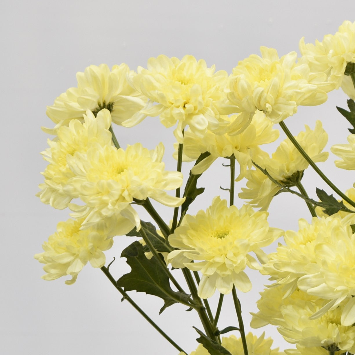 CHRYSANTHEMUM YELLOW FLATS 