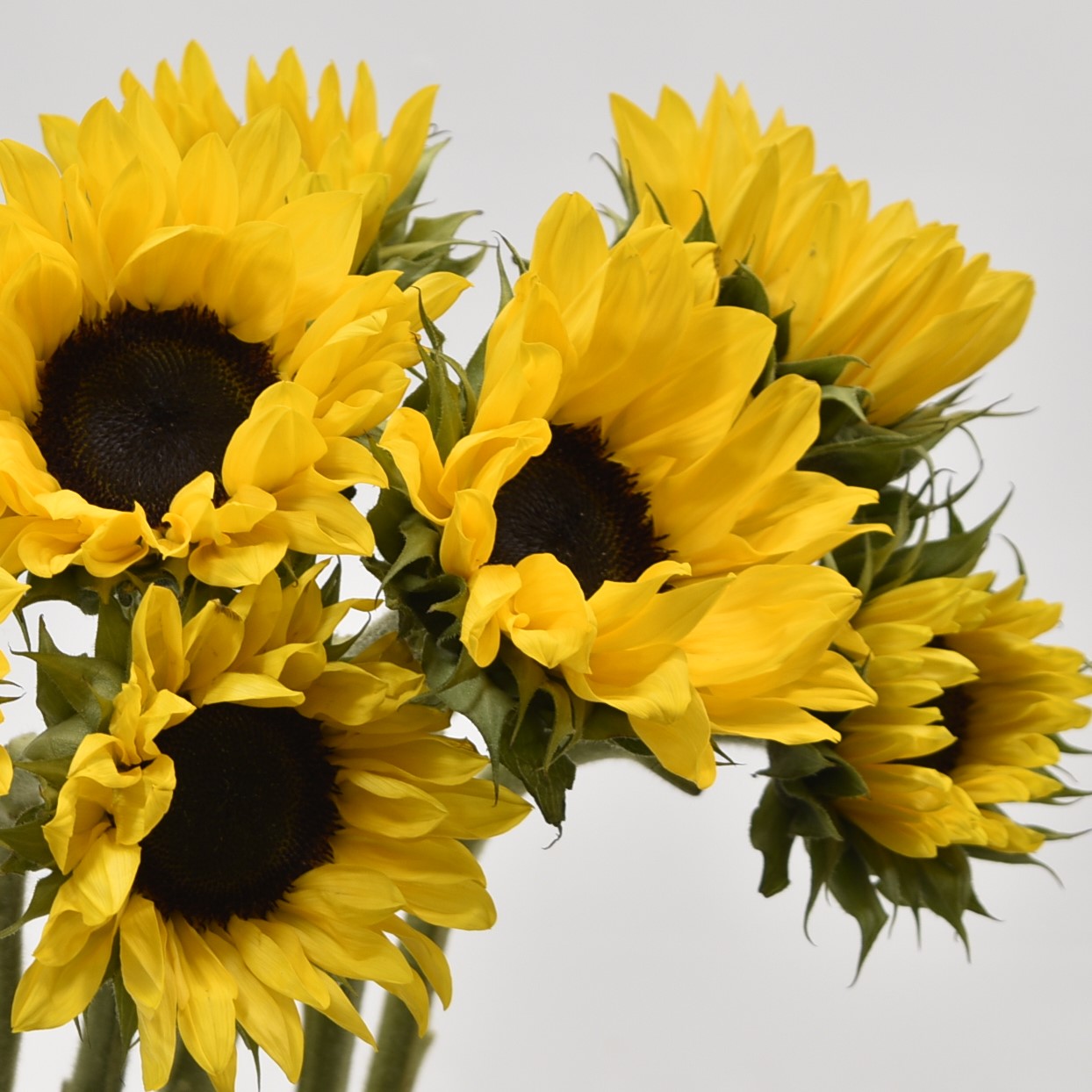 SUNFLOWER ASSORTED 