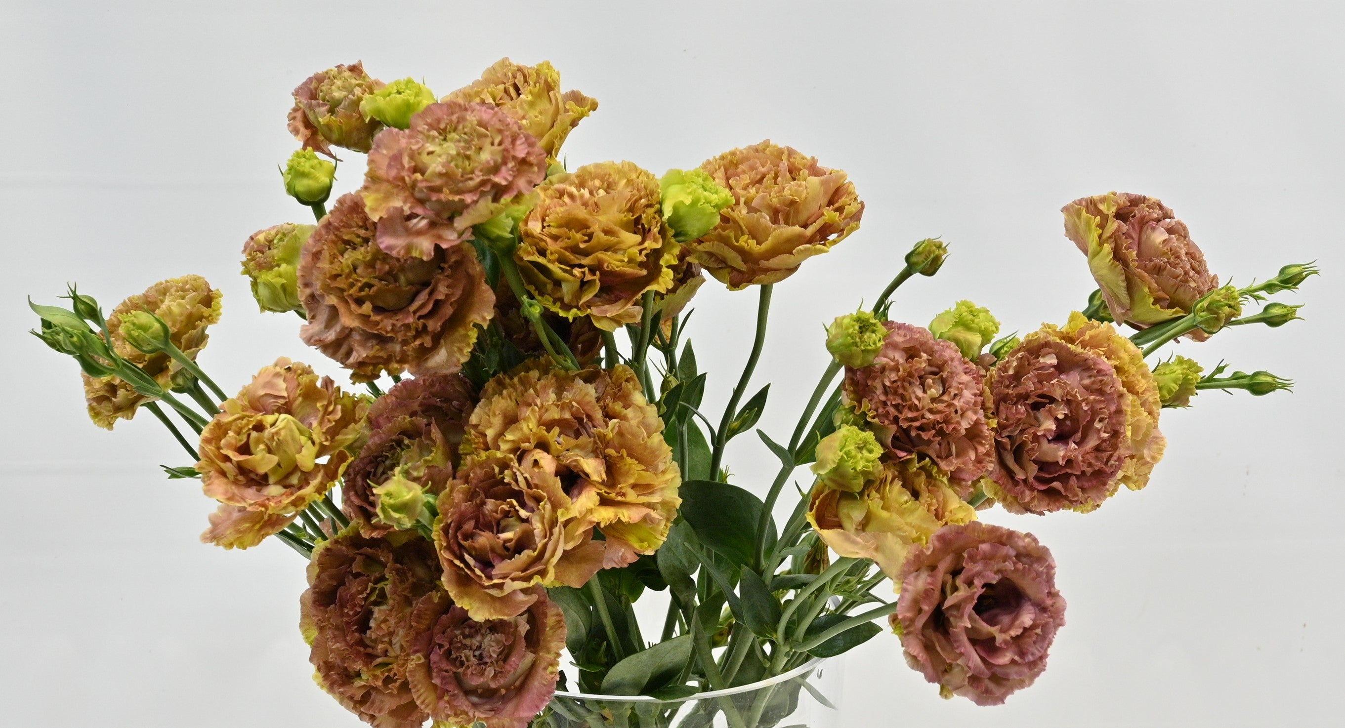 Lisianthus Terracotta 