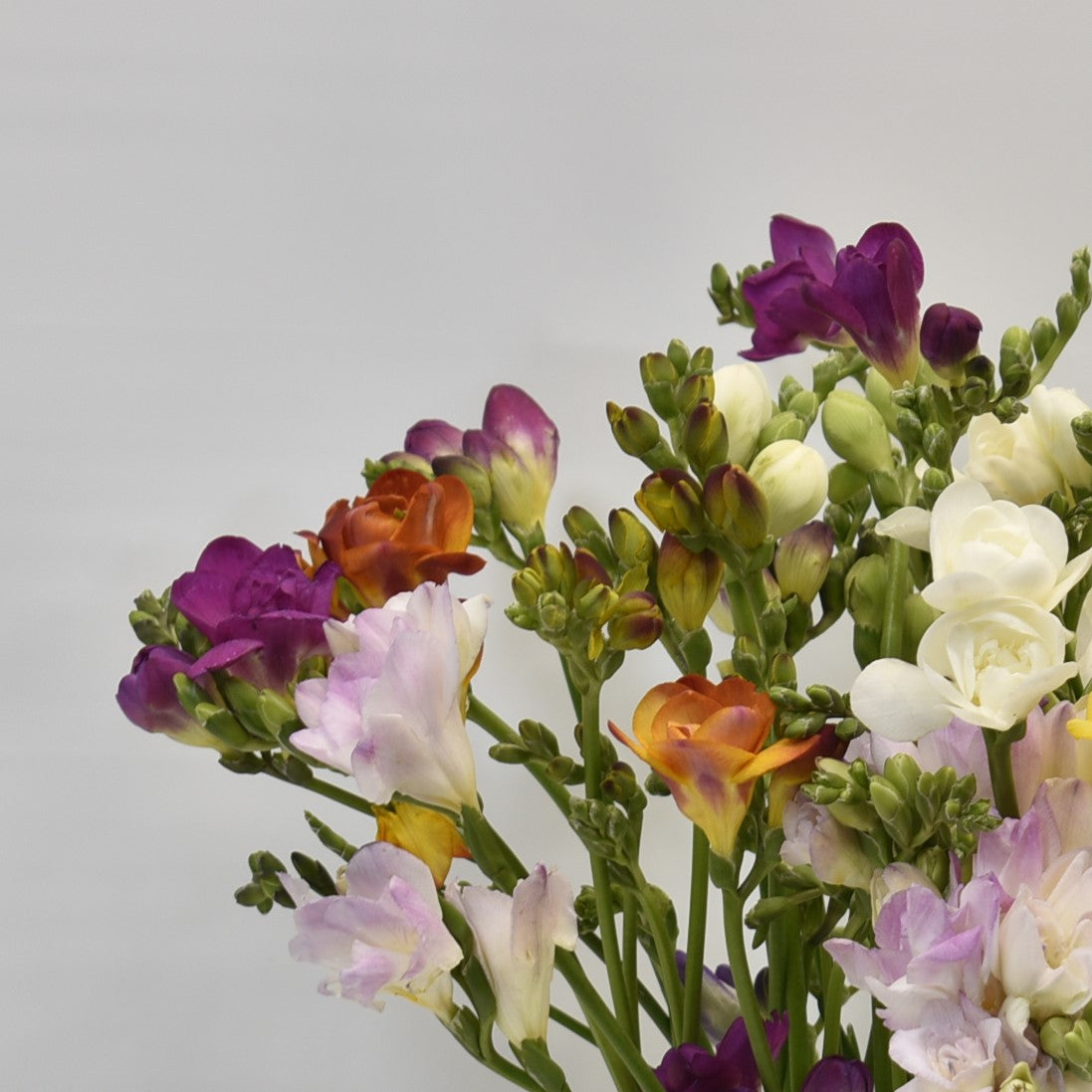 FREESIA ASSORTED 