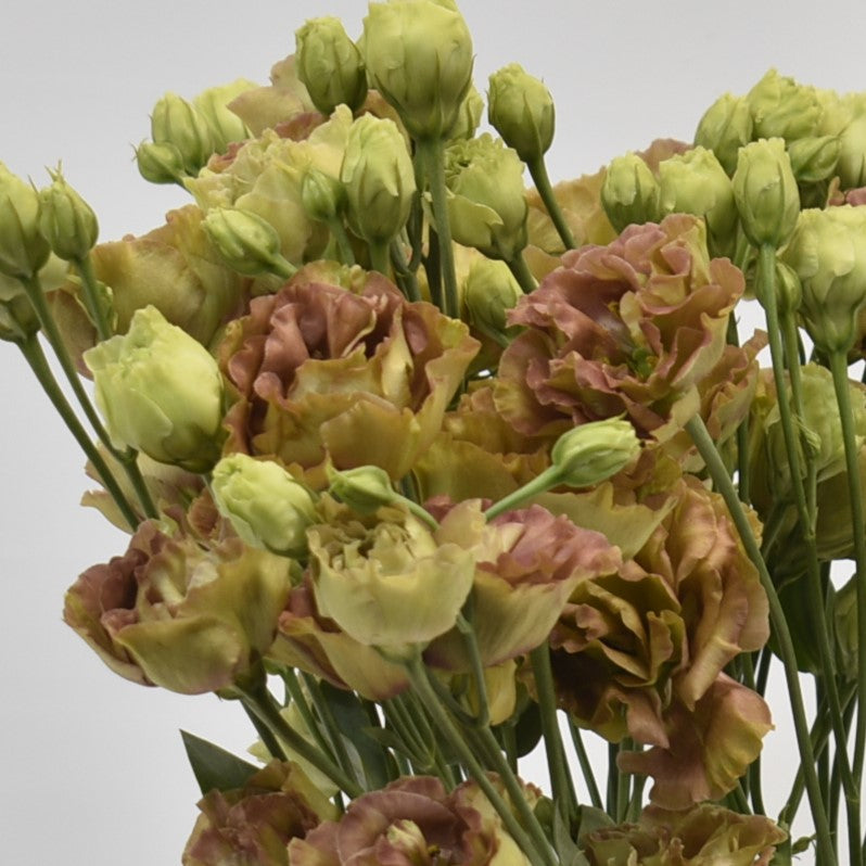 LISIANTHUS DBL BROWN 