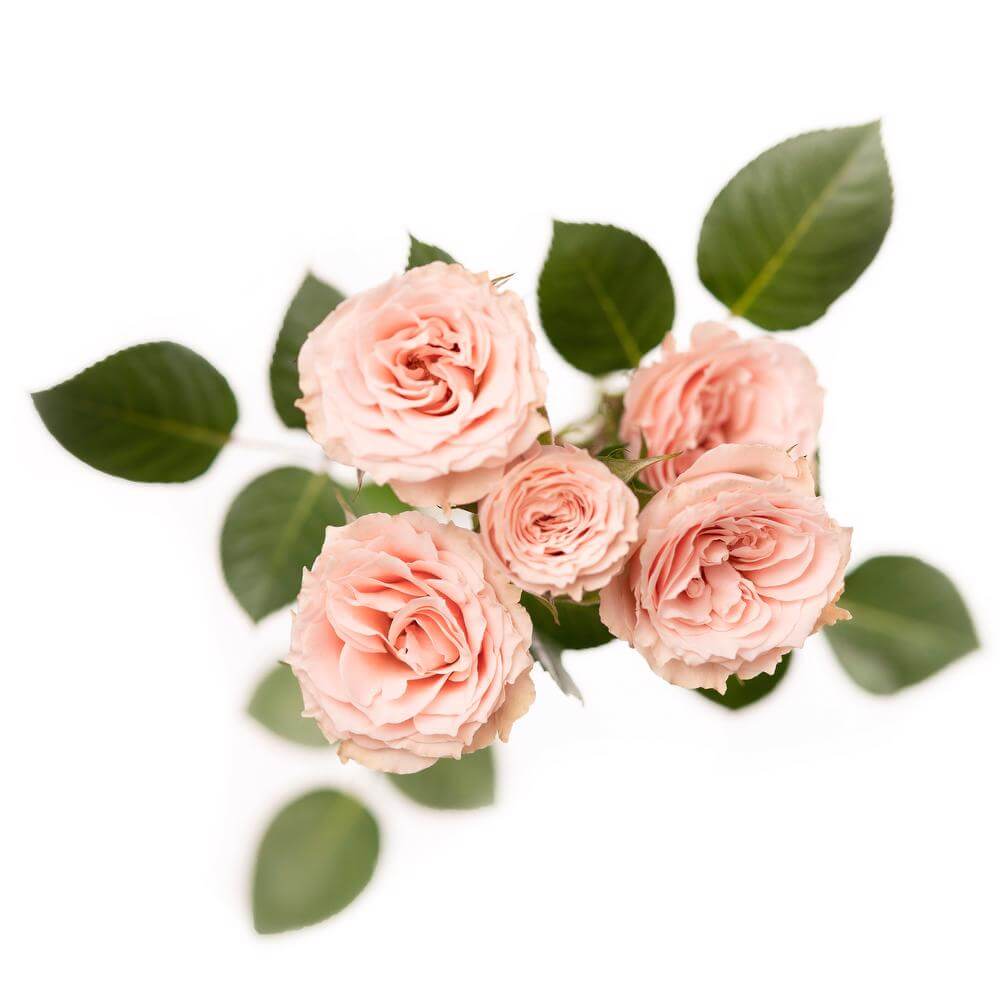Rose Spray Star Volans 
