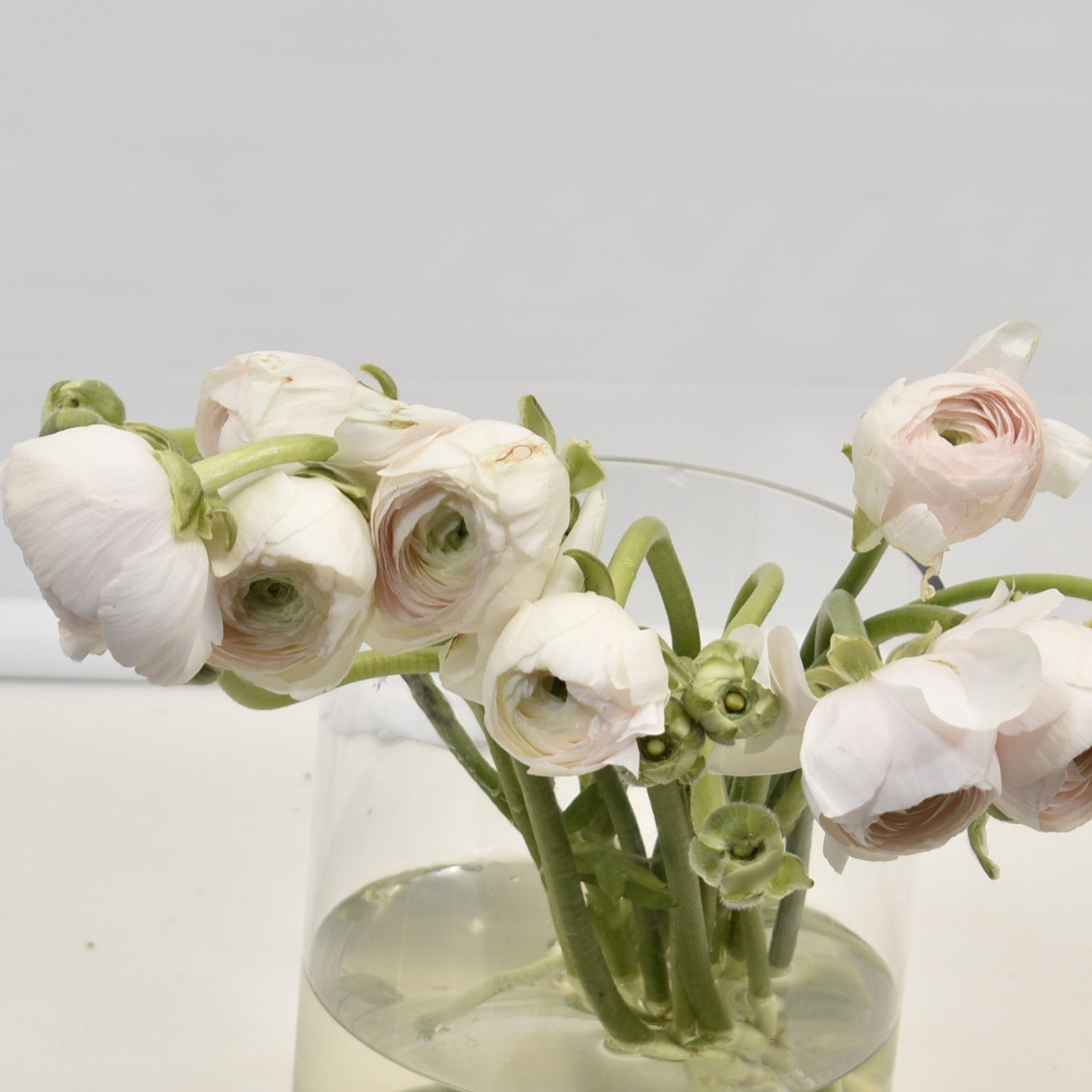 RANUNCULUS CLONI HANOI 