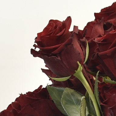 Rose Explorer 100cm 