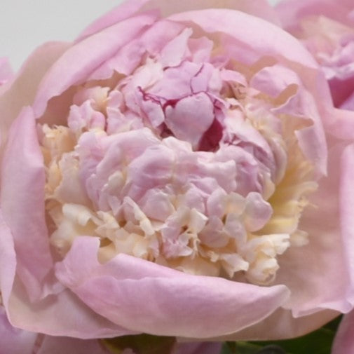 Peony Angel Cheeks 