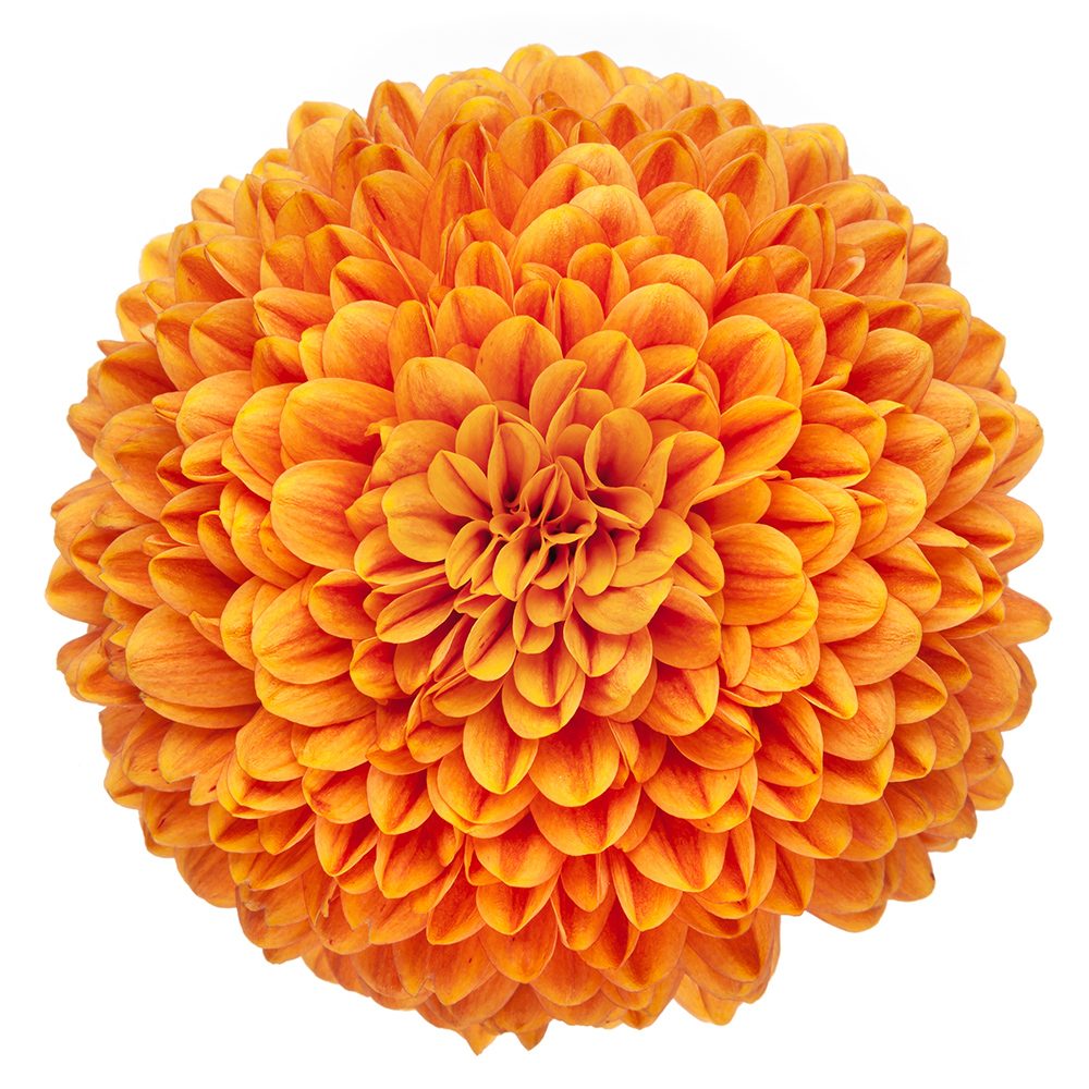 Cremone Chivas Orange 