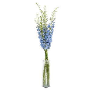 Delphinium Summer Skies 