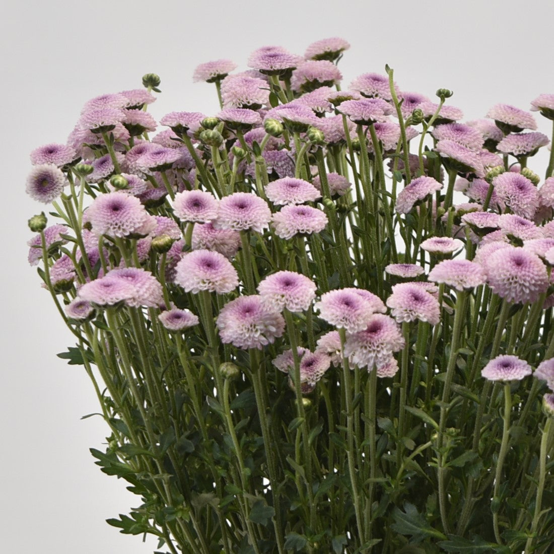 Chrysanthemum Santini Pink 