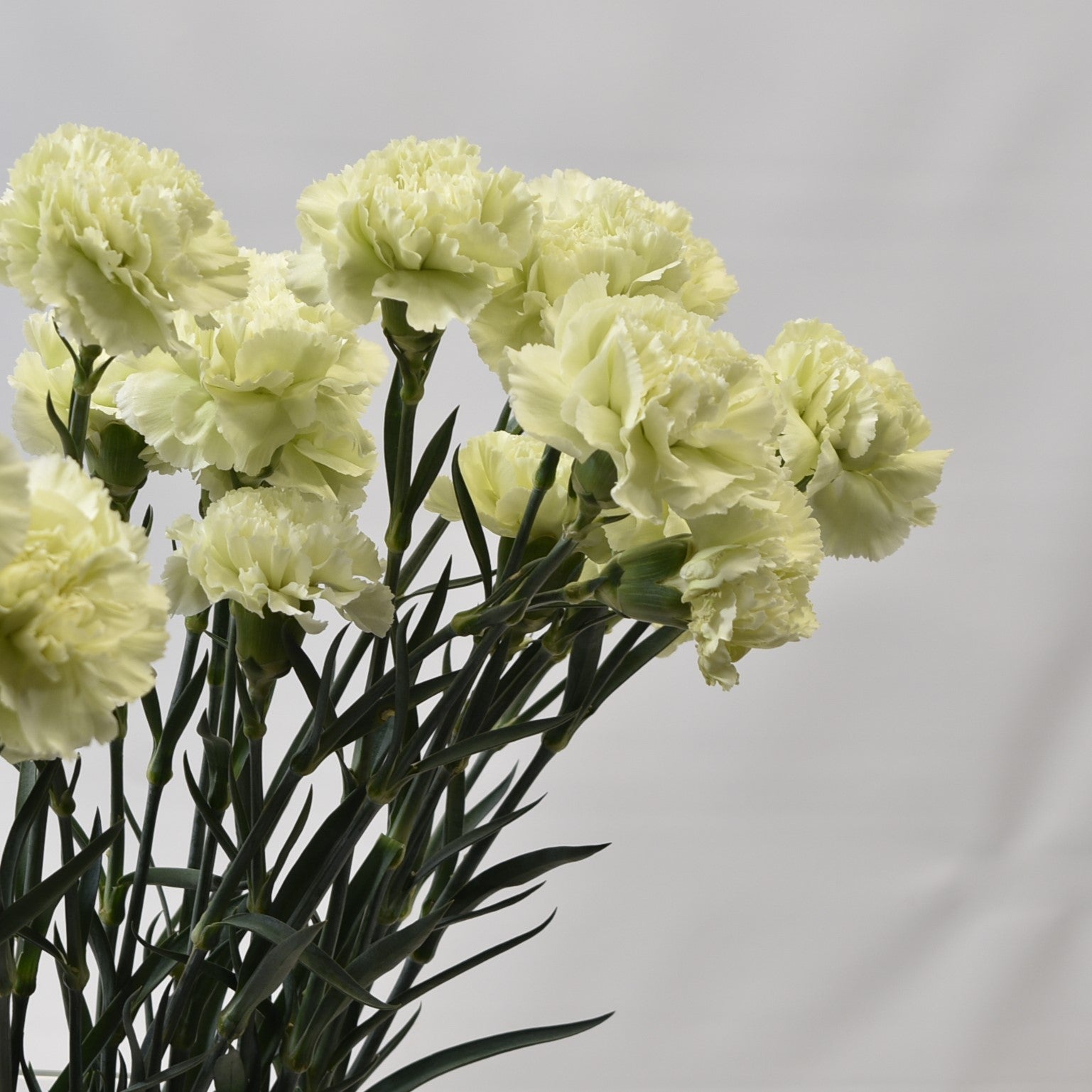 CARNATION PRADO-MINT 