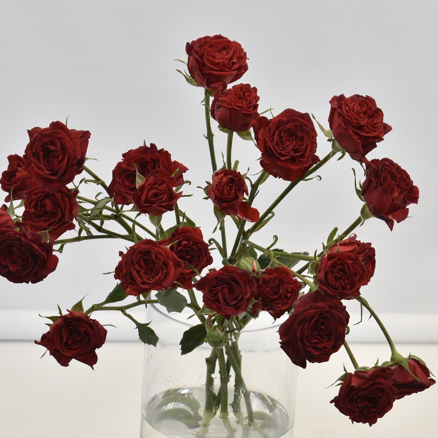 Rose That's Red Jewel 
