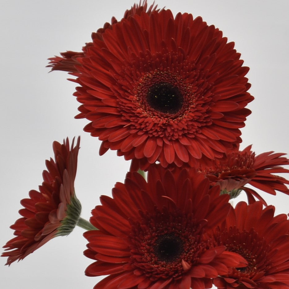 GERBERA DYNAMIC 