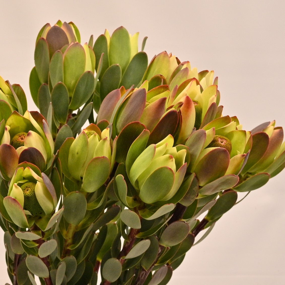 LEUCADENDRON POM POM 