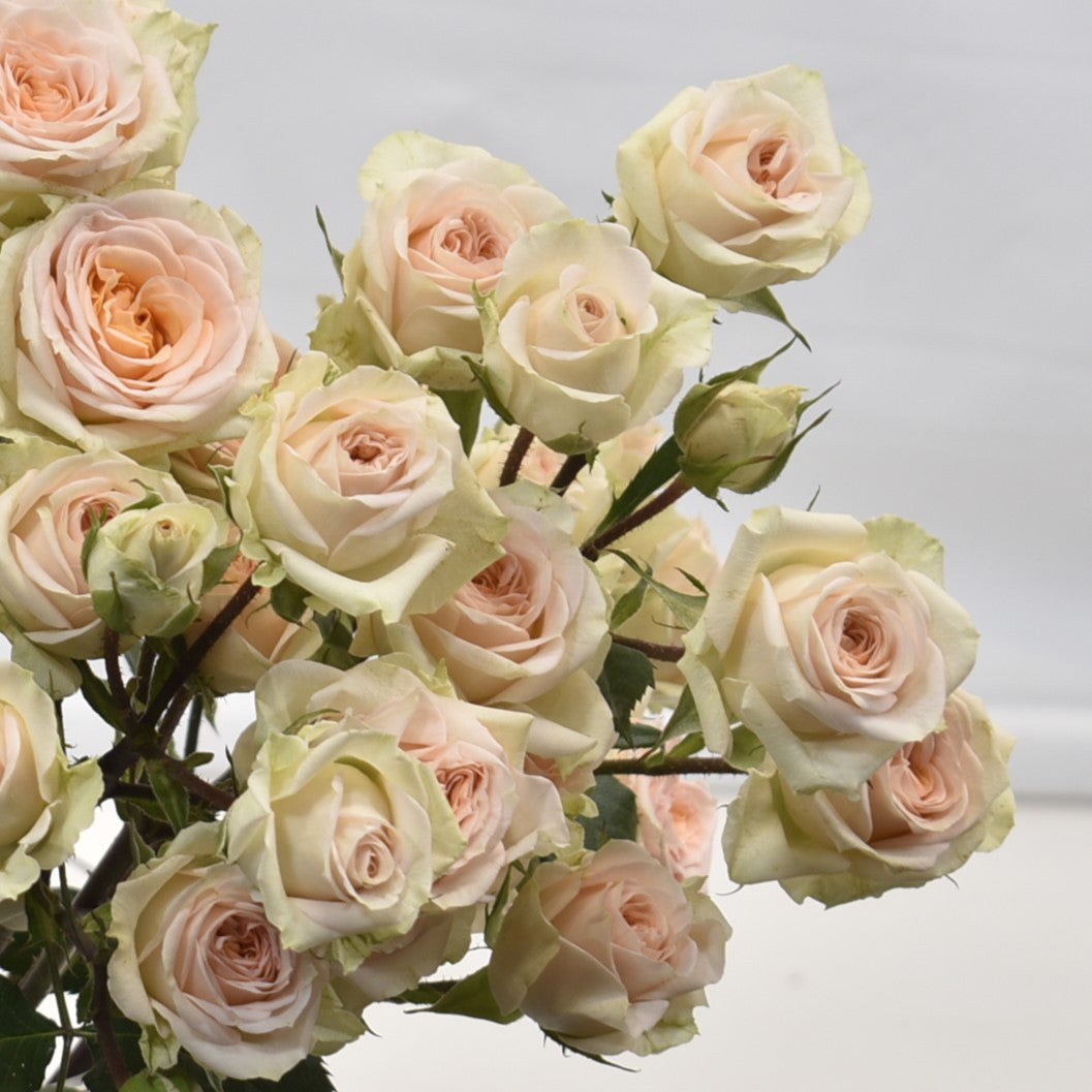 Rosa Spray Rosanella 