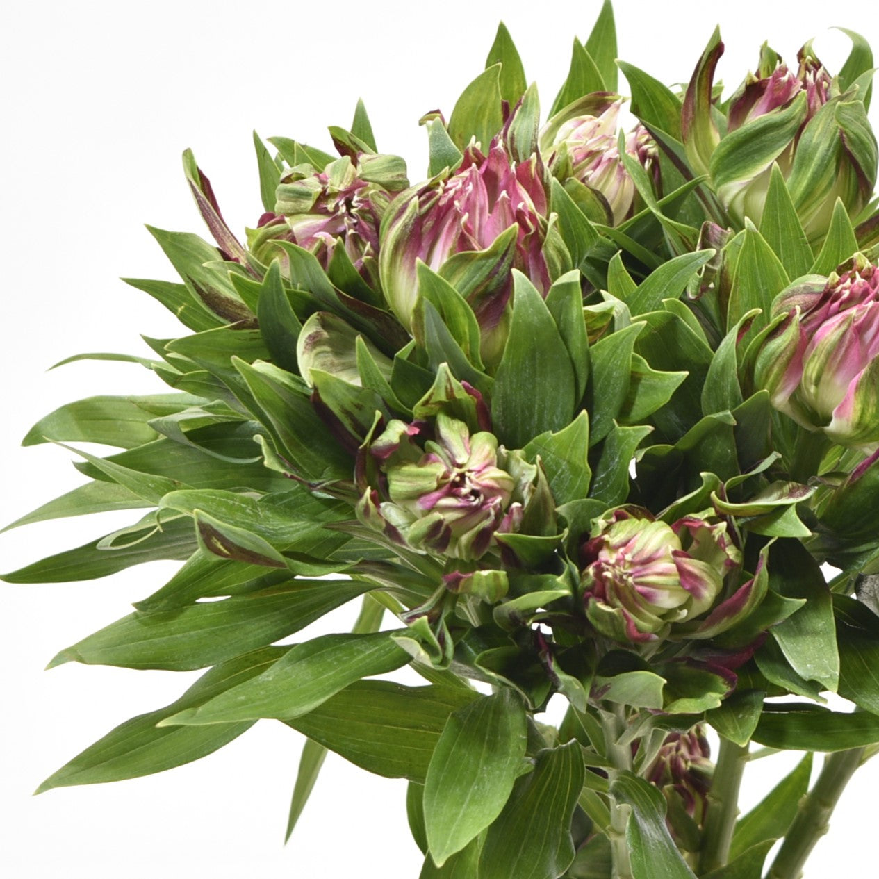 Alstroemeria Astronova Libra 