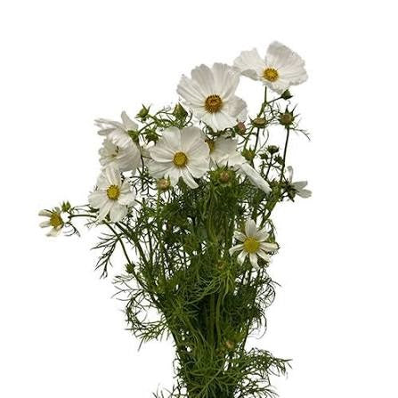 Cosmos White 