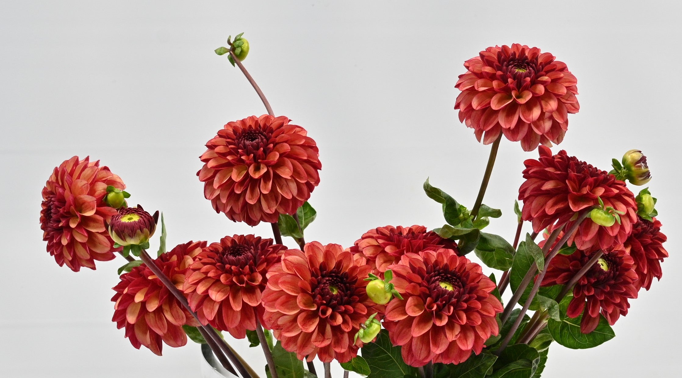 Dahlia High Fidelity 