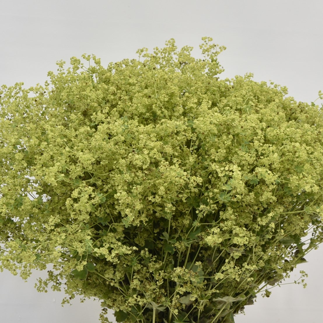 ALCHEMILLA ROBUSTICA 
