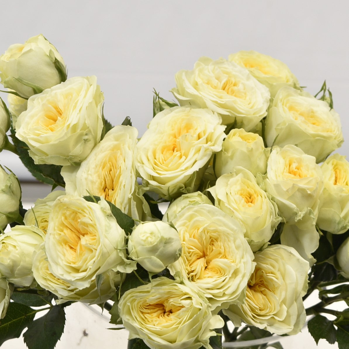 ROSE SPRAY WINK ALLURE 