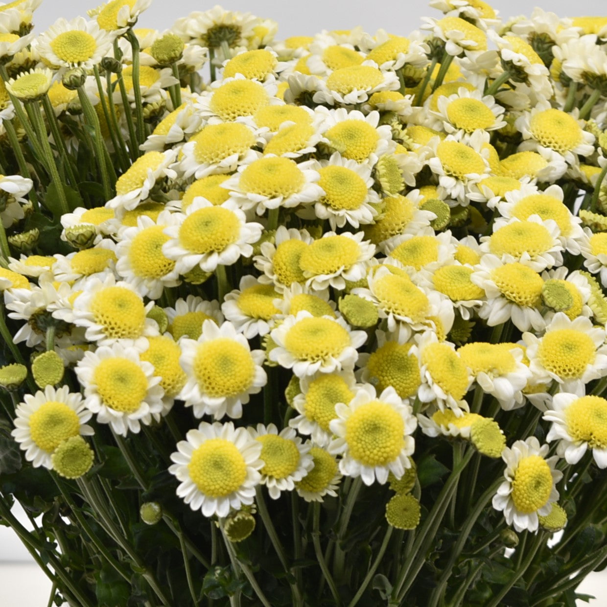Chrysanthemum Santini Sun Up 