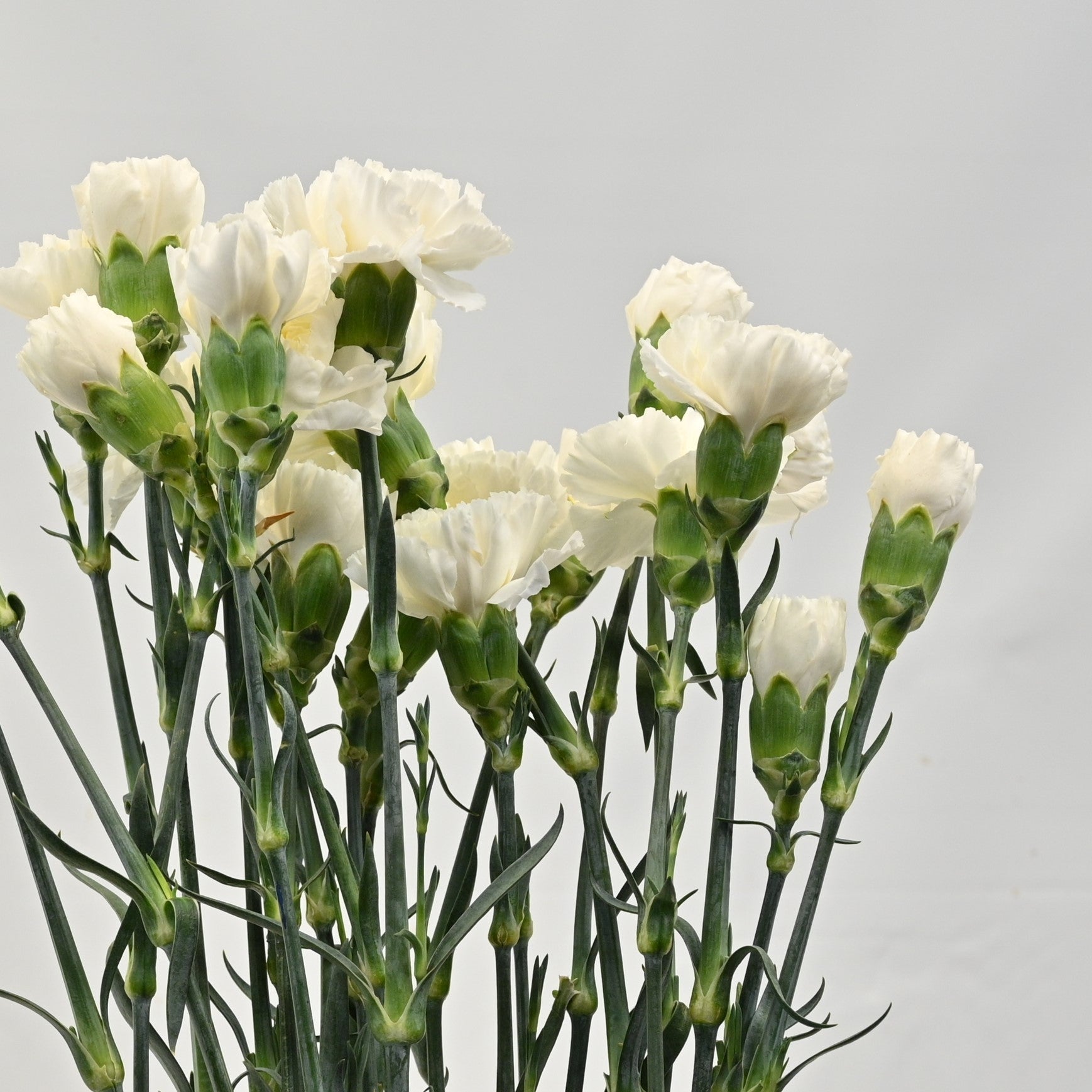CARNATION WHITE 