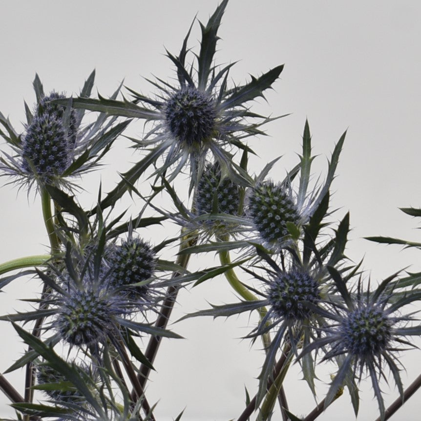 ERYNGIUM TINKER BELL 