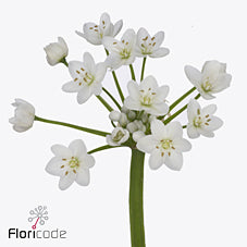 Allium Flocon 