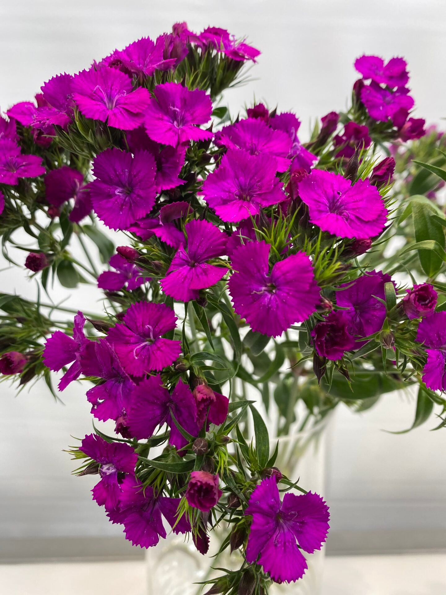 DIANTHUS BARBATUS NEON PURPLE 