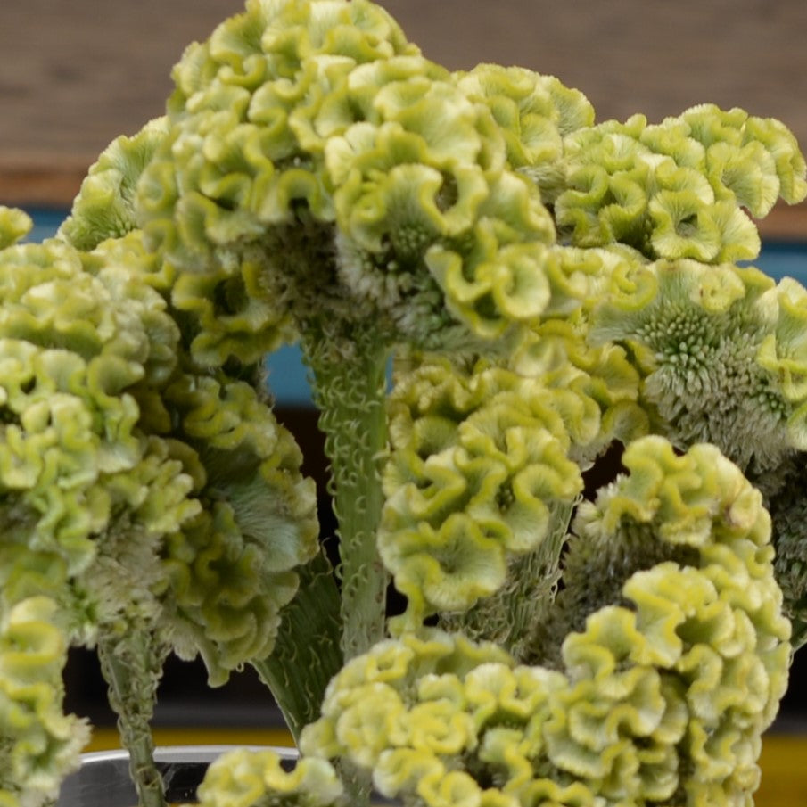 Celosia Green Fan 
