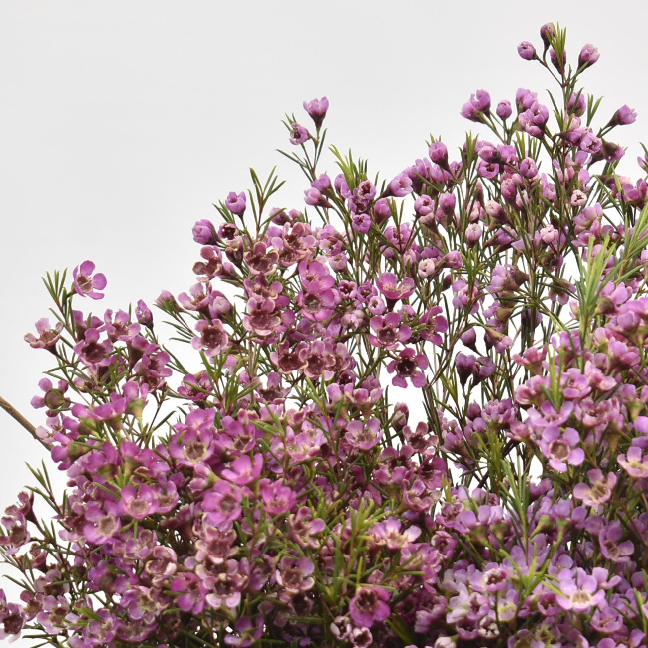 WAXFLOWER PURPLE 500g 