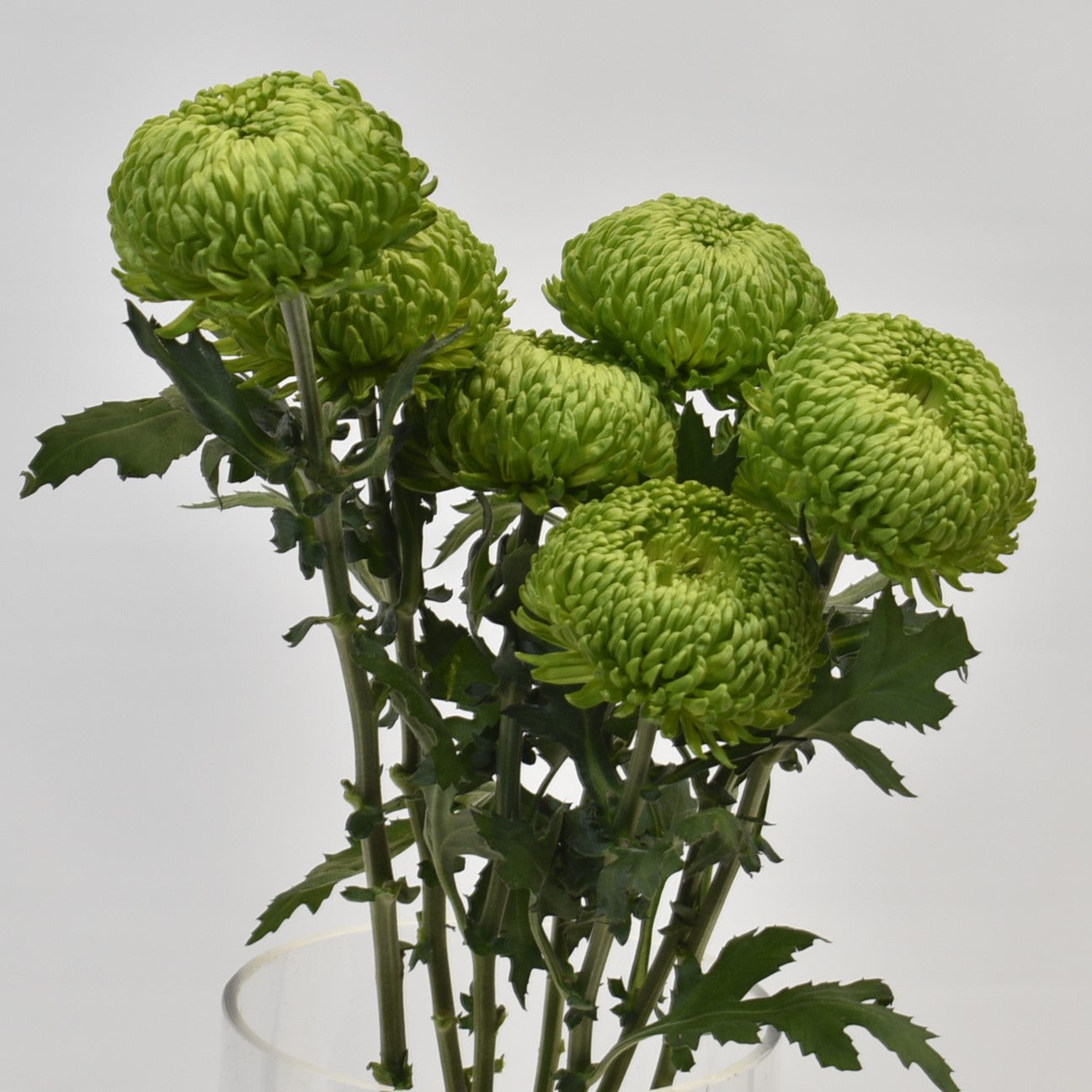 CREMONE BOMBELLINI 
