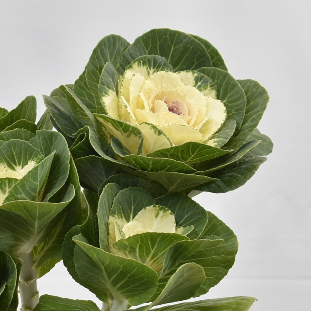 KALE WHITE 