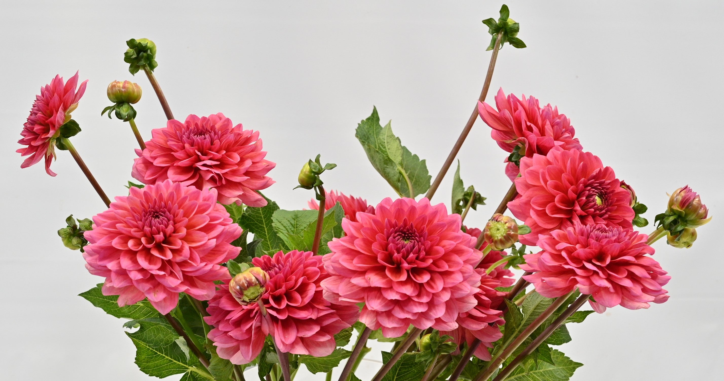 DAHLIA PINK 