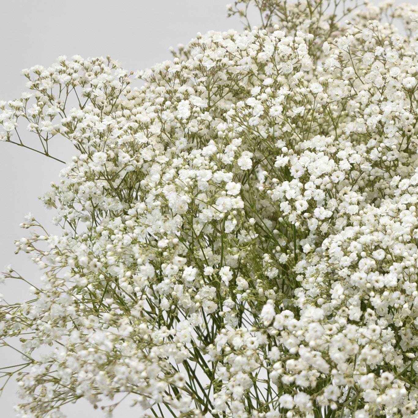 GYPSOPHILA MILLION STAR 250g 