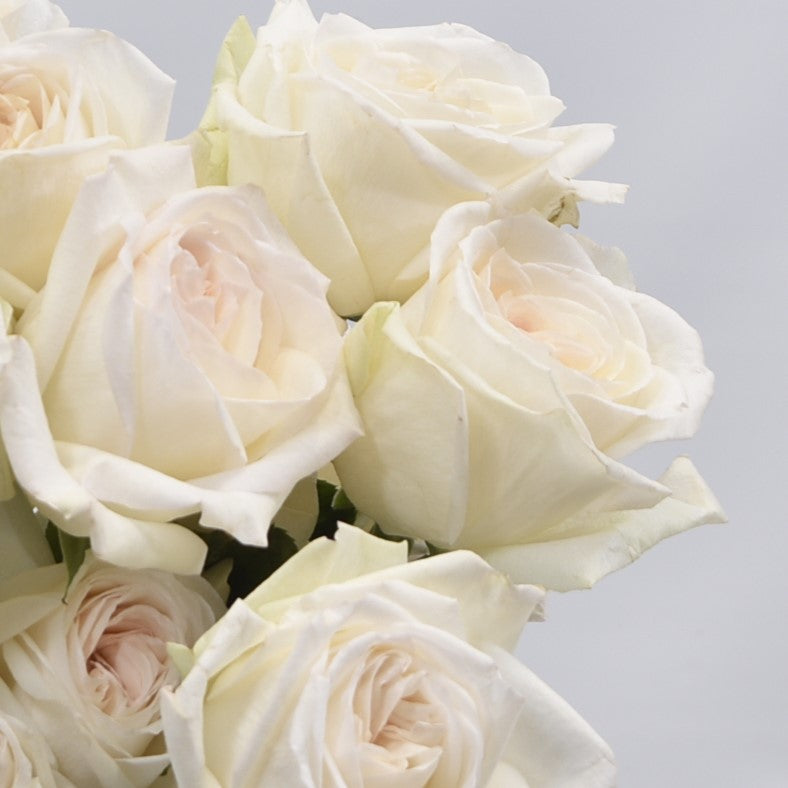 ROSE GARDEN WHITE O' HARA 
