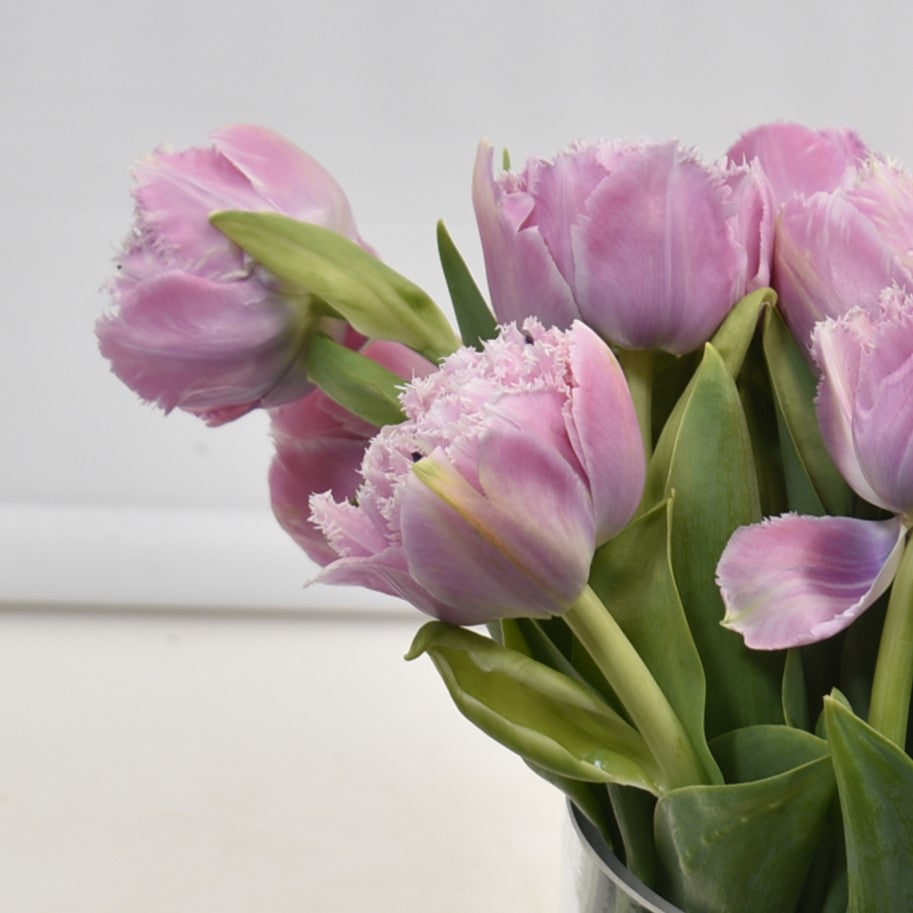 Tulips Frilly Cairns 