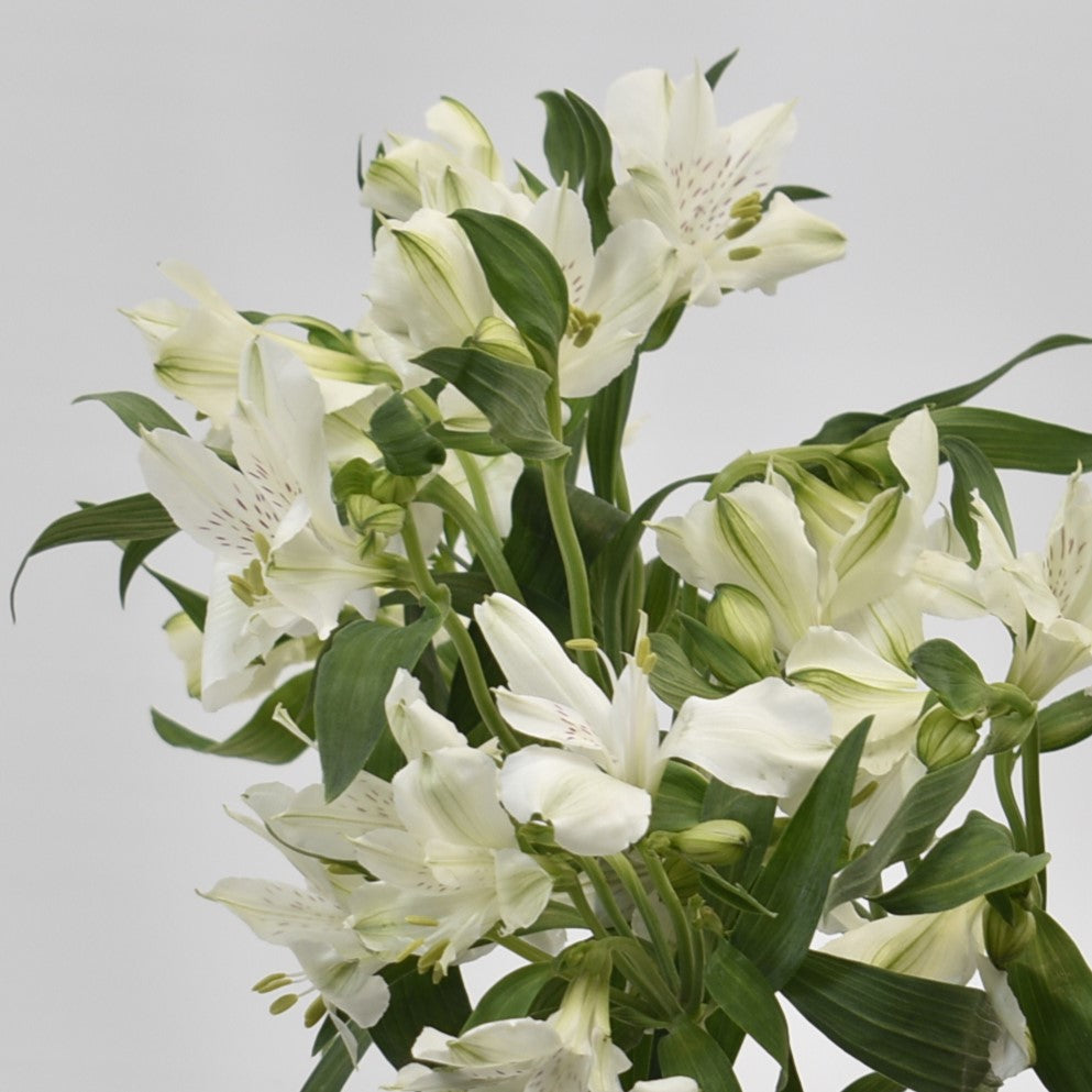 ALSTROEMERIA SNOWTIME 