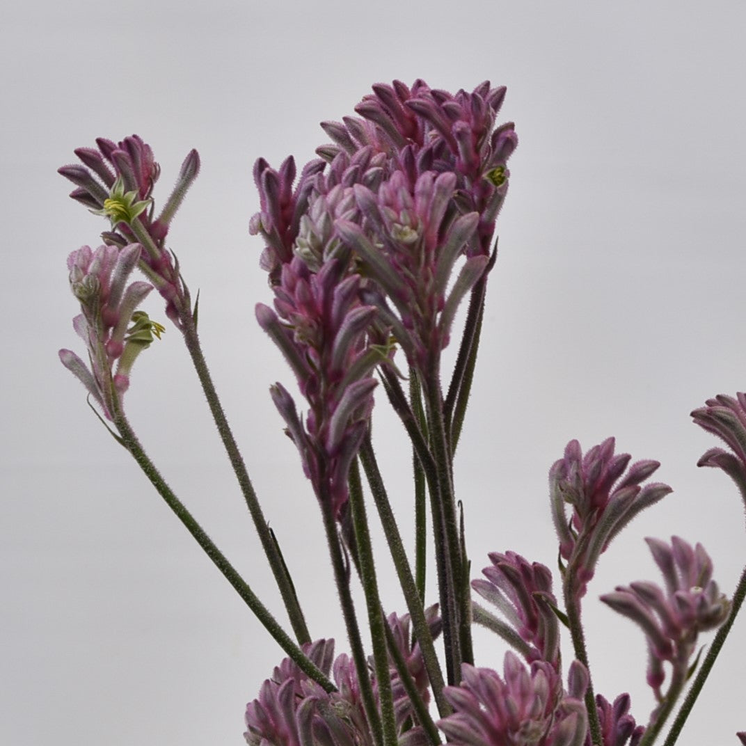 KANGAROO PAW PINK 
