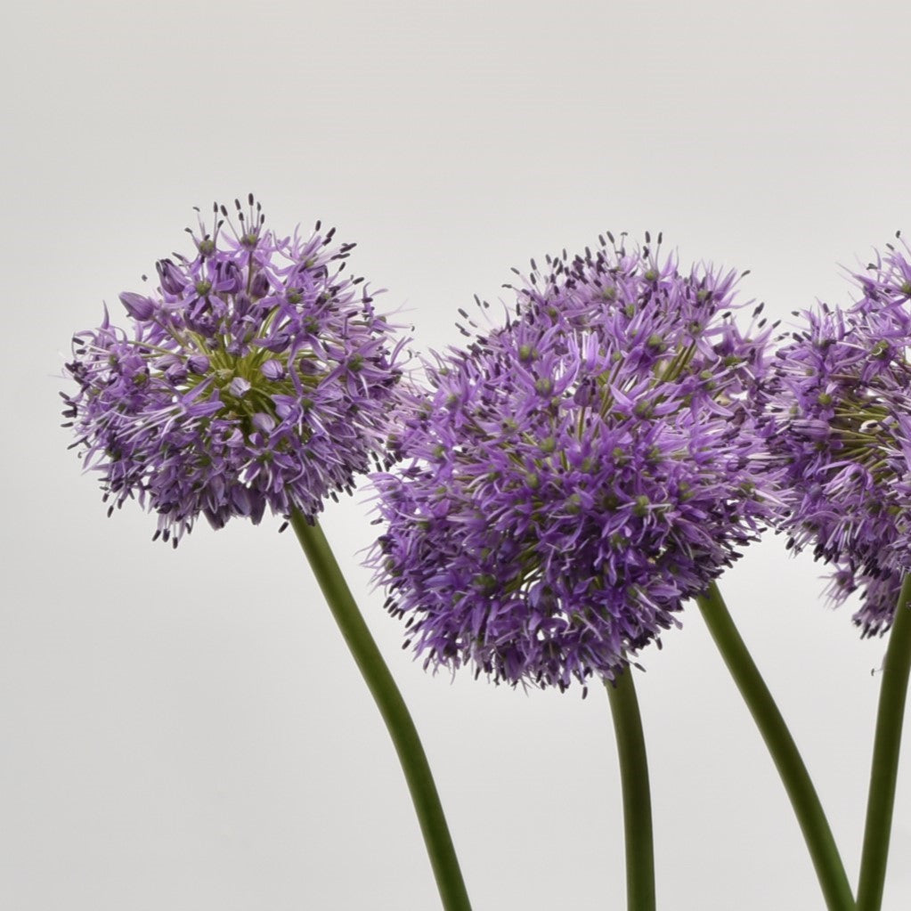 ALLIUM GLADIATOR 